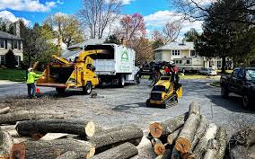 Tree and Shrub Care in Sheboygan, WI