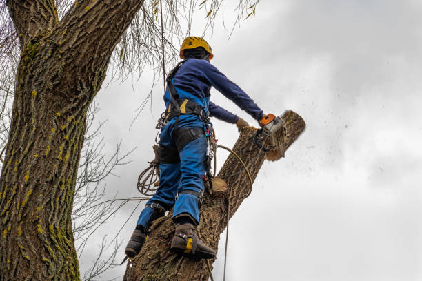 Best Firewood Processing and Delivery  in Sheboygan, WI