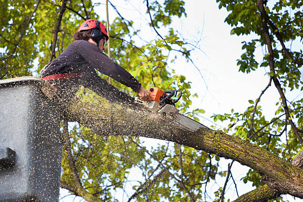 Leaf Removal in Sheboygan, WI